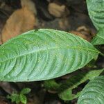 Psychotria guapilensis 葉