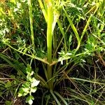 Sanicula bipinnata Buveinė