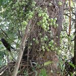 Ficus sur Fruto