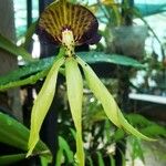 Prosthechea cochleata Çiçek