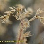 Euphorbia exigua Fruto