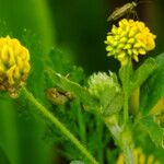 Medicago lupulina Flower