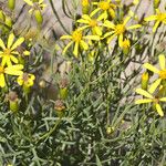 Senecio spartioides Цветок