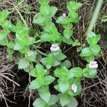 Gratiola peruviana Flower