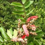 Hylodendron gabunense Hábito