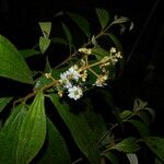 Miconia xalapensis Bloem