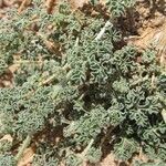 Citrullus colocynthis Hábito