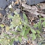 Alyssum montanum Leaf