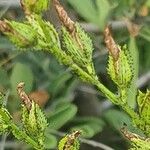 Hypericum annulatum Owoc