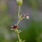 Saxifraga cernua Drugo