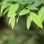 Xylopia cupularis Leaf