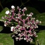 Psychotria microbotrys 其他