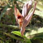 Serapias nurrica Flor