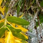 Dendrobium unicum ഇല