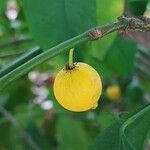 Garcinia brasiliensis 果實