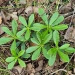 Chimaphila umbellata Blad