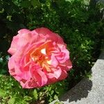 Rosa × damascenaBlüte