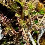 Pedicularis palustris ഇല