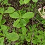 Rhododendron atlanticum 叶