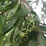 Acacia auriculiformis Fruit