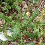 Biscutella cichoriifolia Celota