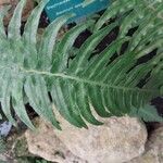 Blechnum appendiculatum Leaf