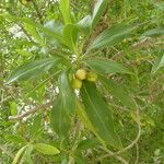 Bontia daphnoides Leaf