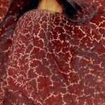 Aristolochia gigantea Цвят