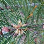 Pinus muricata Flower
