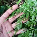 Asplenium cuneatum Hoja