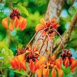 Erythrina fusca Цветок