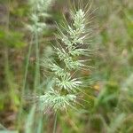 Echinopogon caespitosus Flower