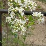 Prunus mahaleb Blomma