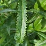 Physostegia virginiana Leaf