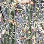 Panicum virgatum Blomst