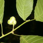 Cleidion castaneifolium Fruit