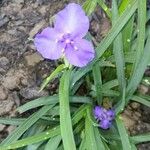 Tradescantia occidentalis 花