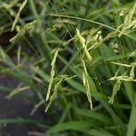 Leersia oryzoides Fruit