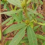 Eriosema laurentii Leaf