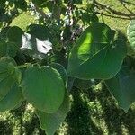 Cercis chinensis Folha