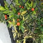 Solanum pseudocapsicum 果實