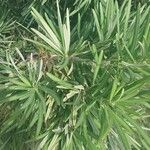 Podocarpus macrophyllus 葉