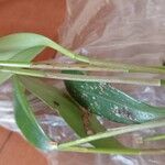 Acianthera pubescens Hoja
