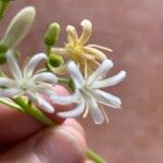 Erithalis fruticosa Floare
