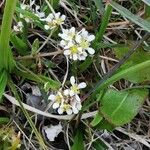 Cochlearia officinalis Квітка