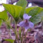 Viola mirabilis Kvet