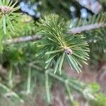 Abies numidica ഇല