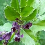 Vicia serratifolia Hostoa