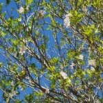 Tabebuia heterophylla Hoja