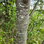 Prunus serotina Bark